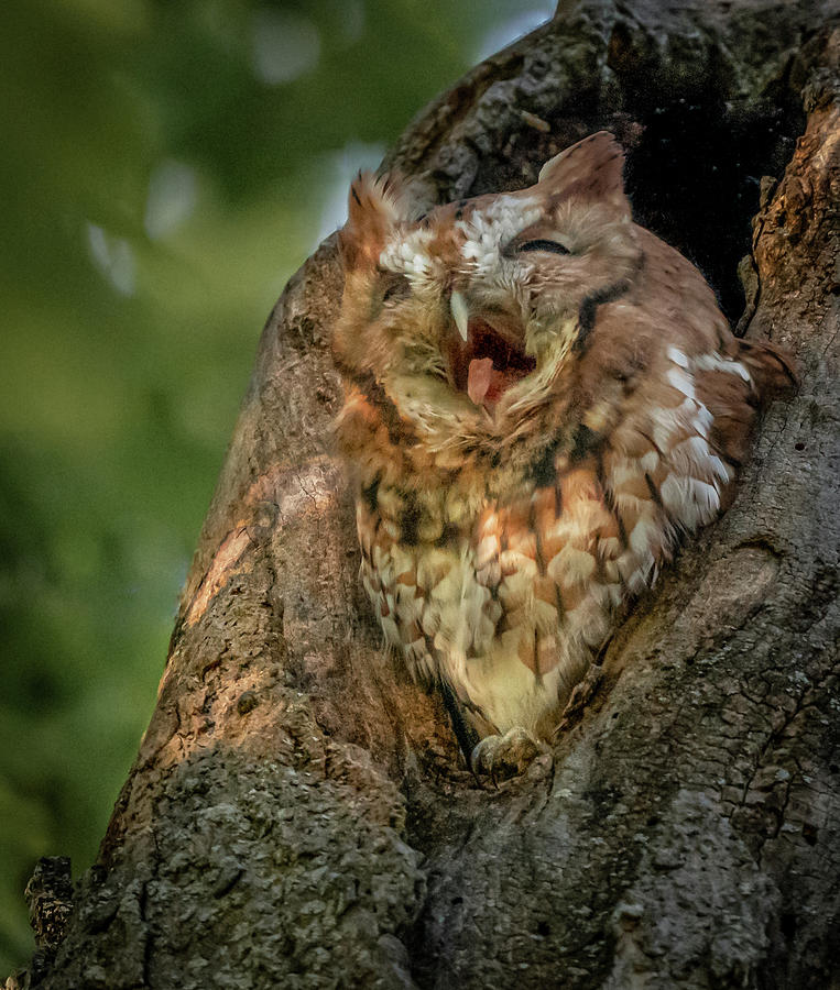 Screech Owl Big Yawn Photograph by Hershey Art Images