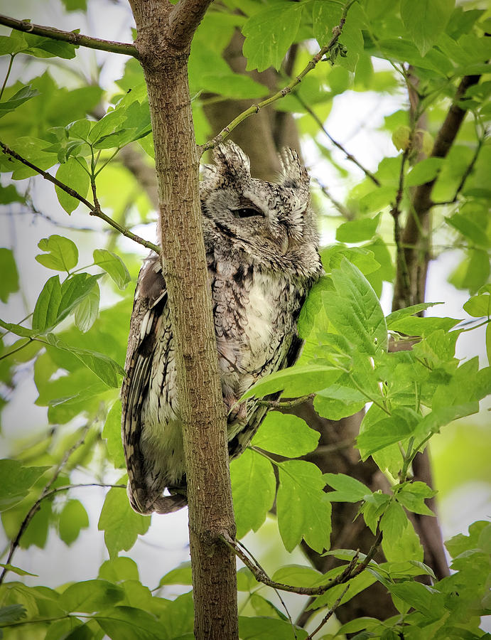 Screech Owl Photograph by Deborah Penland