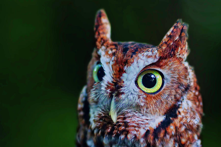 Screech Owl Face Photograph by Meta Gatschenberger