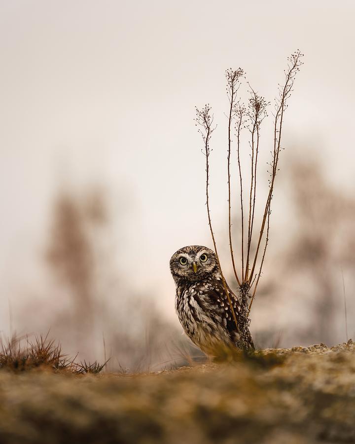 Owl Photograph - Screech Owl In The Morning by Michaela Fireov