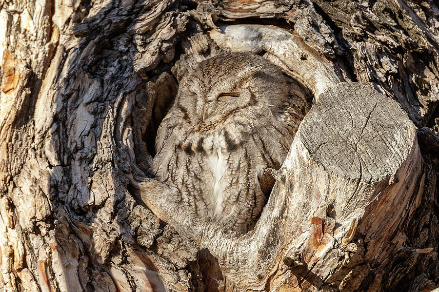 Screech Owl in the Morning Sun Photograph by Tony Hake