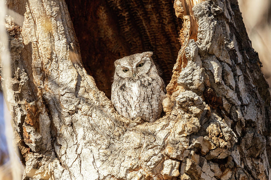 Screech Owl Keeps Close Watch Photograph by Tony Hake
