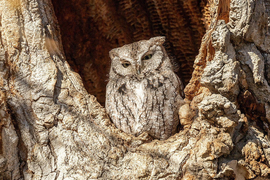 Screech Owl Keeps Watch Photograph by Tony Hake
