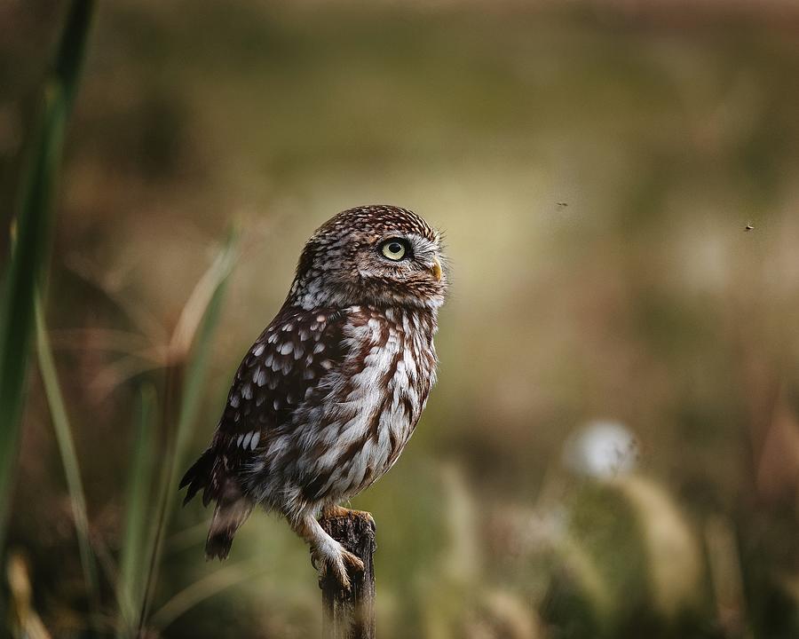 Animal Photograph - Screech Owl by Michaela Fireov