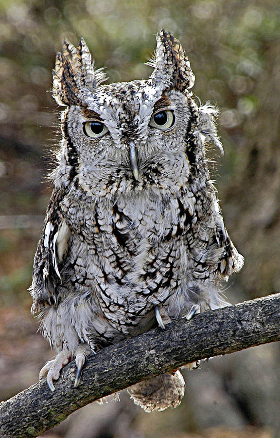 Screech Owl Photograph by Minnie Gallman