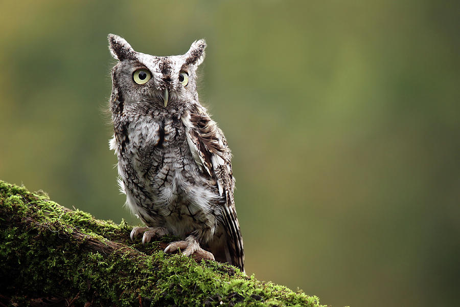 Eastern Screech Owl Photograph - Screech Owl by Mlorenzphotography