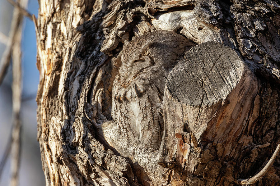 Screech Owl Naps in the Early Morning Photograph by Tony Hake