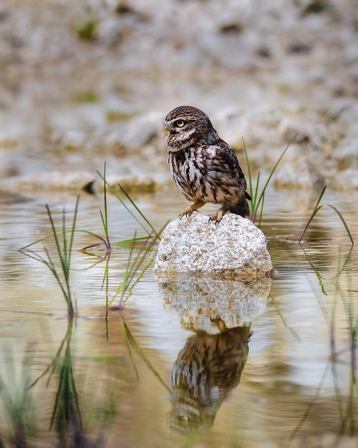 Animal Photograph - Screech Owl On Stone by Michaela Fireov