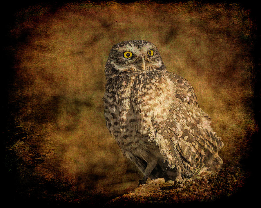 Screech Owl Portrait Photograph by Lowell Monke