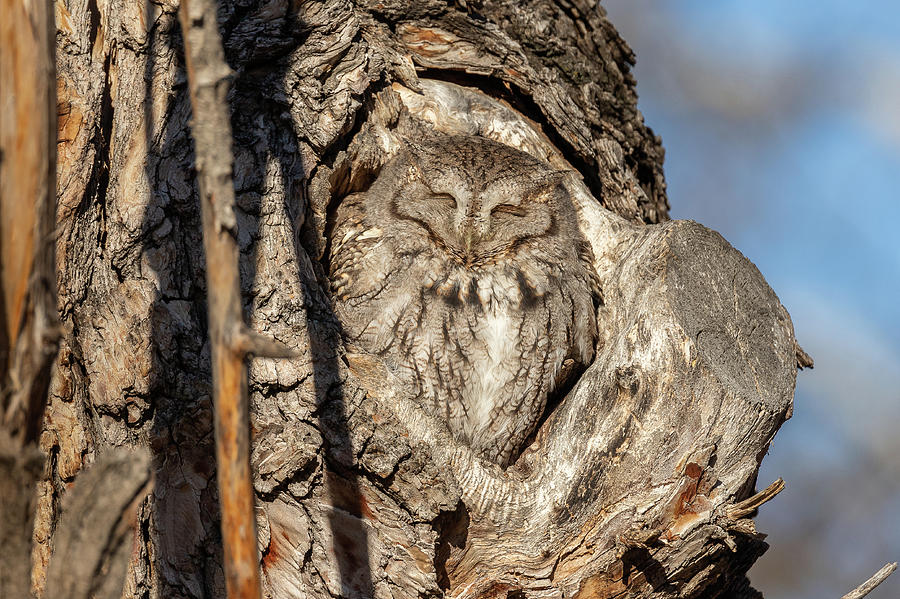 Screech Owl Soaks in the Sun Photograph by Tony Hake