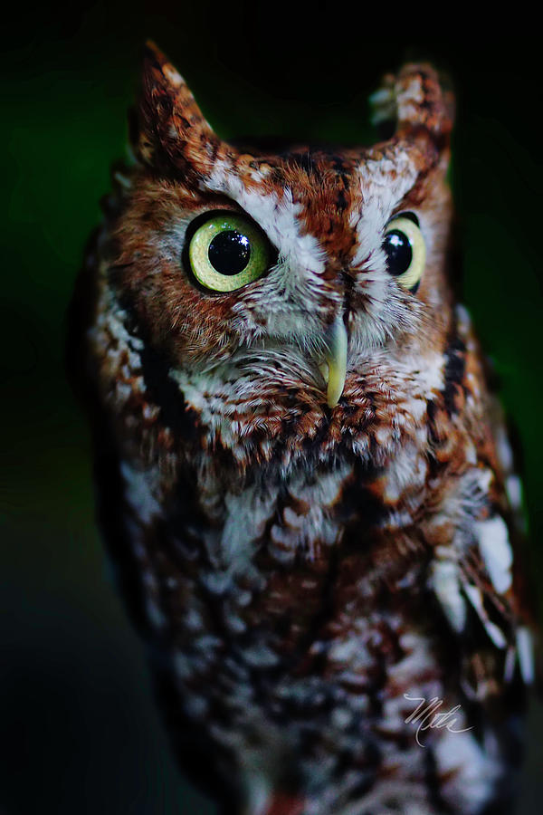 Screech Owl Vertical Photograph by Meta Gatschenberger