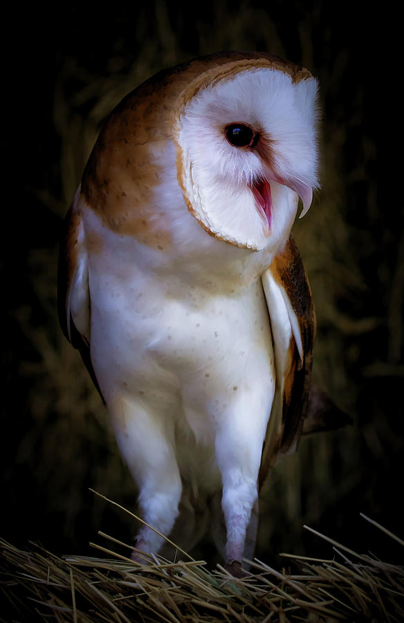 barn owl screech