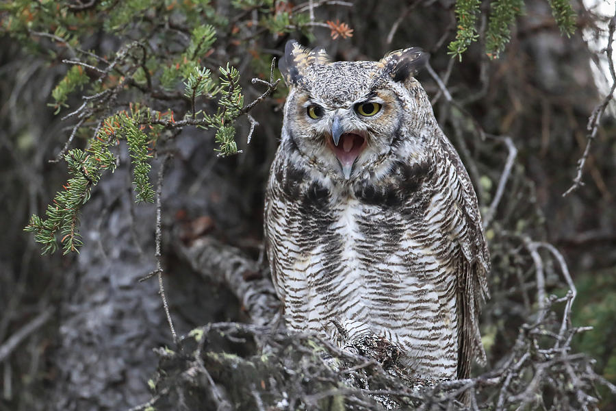 Screeching Great Horned Owl Photograph
