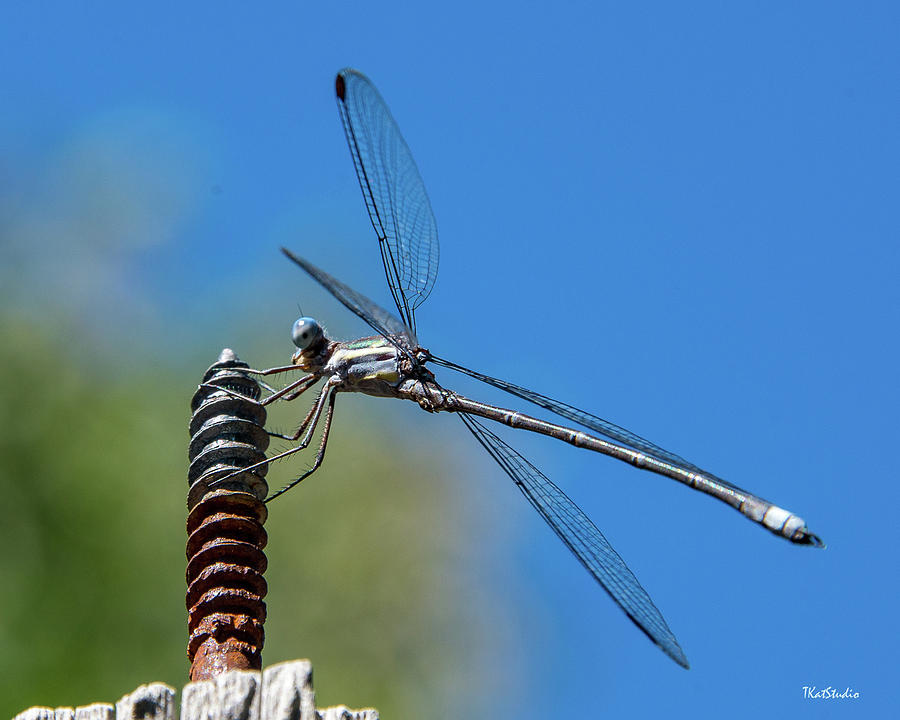 Screwy Dragonfly Photograph by Tim Kathka