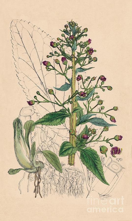 Scrophularia Ehrharti. Ehrharts Drawing by Print Collector