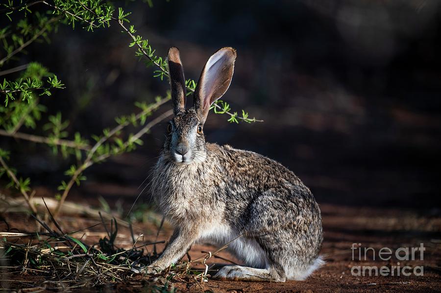 Hare by Peter Ranscombe