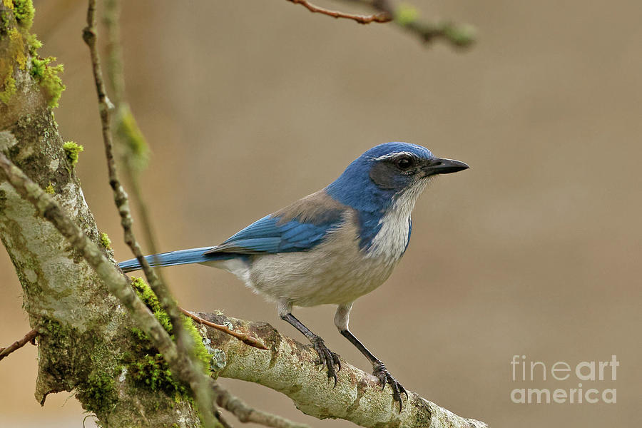 Scrub Jay Photograph by Natural Focal Point Photography