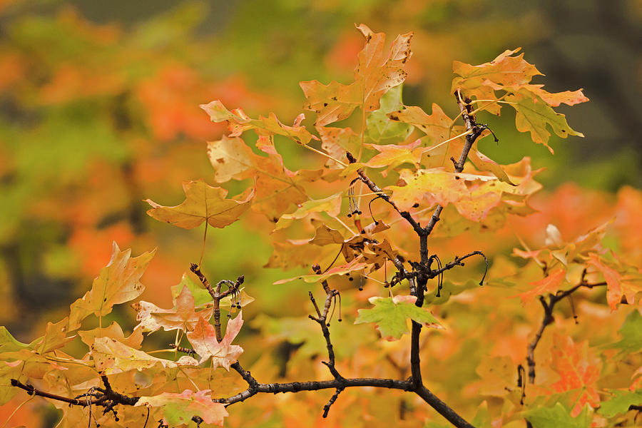 Scrub Oak Leaves Photograph -  Scrub Oak Fall 9234 by Michael Trewet