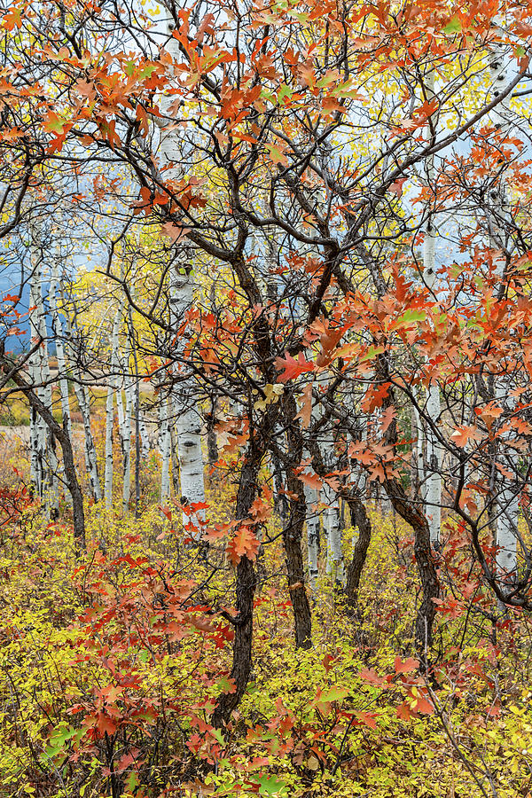 Scrub Oak vertical Photograph by Chris Augliera - Fine Art America