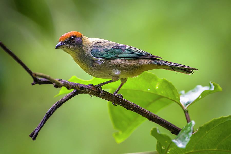 Scrub Tanager Entreaguas Ibague Tolima Colombia Photograph by Adam Rainoff