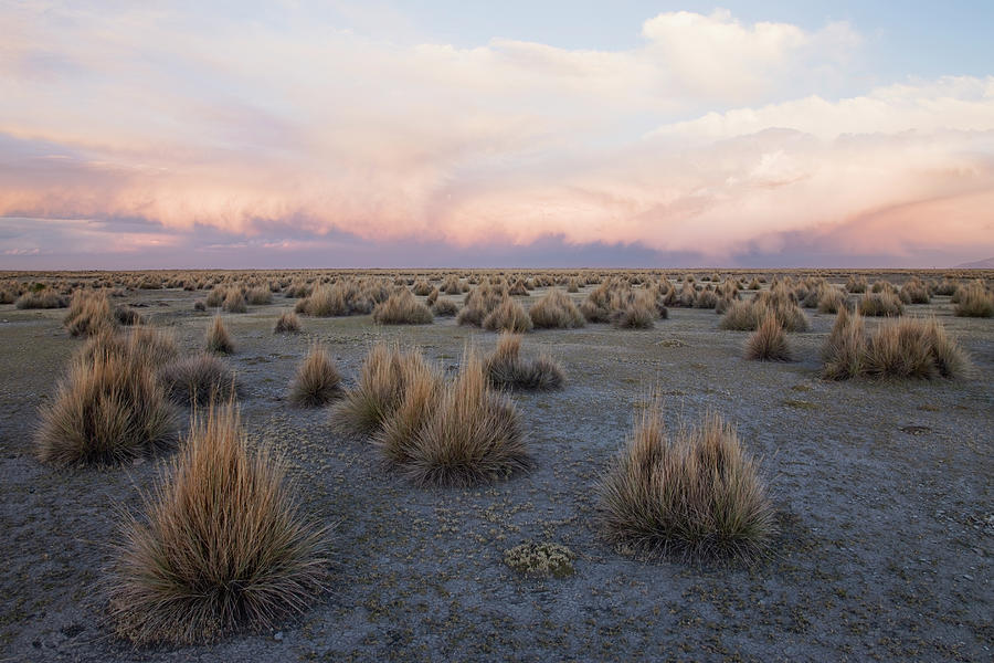 Scrub Vegetation At Sunset On The Photograph by Jami Tarris