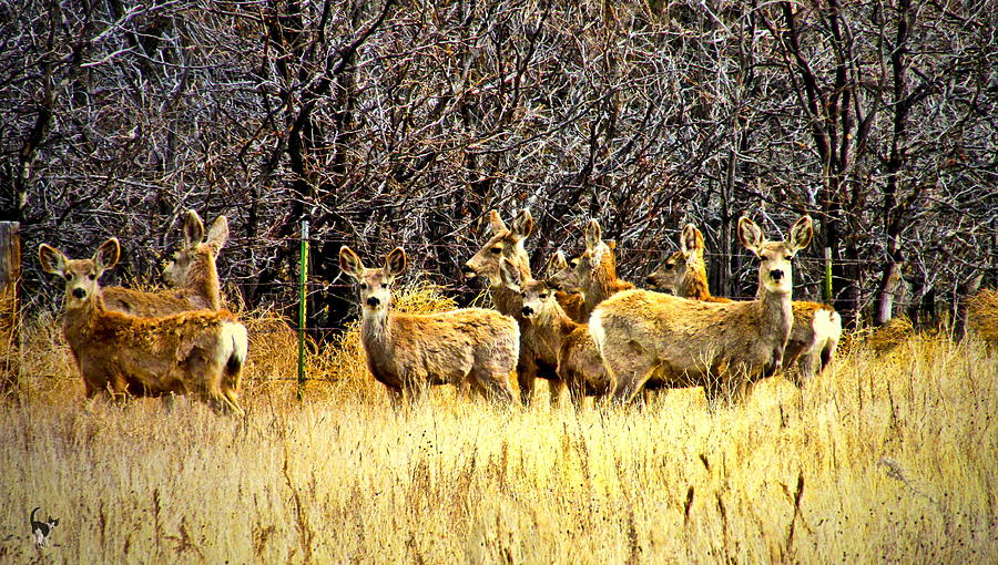Scruffy Colorado Deer Herd Photograph by Joyce Dickens