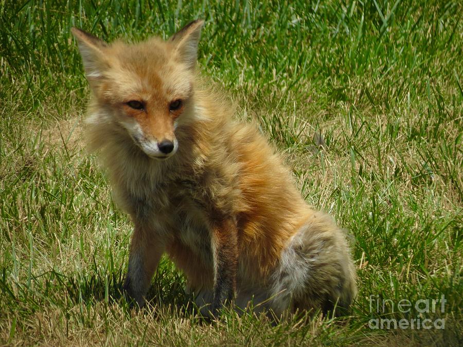 Scruffy Red Fox Photograph by Aimee Mouw