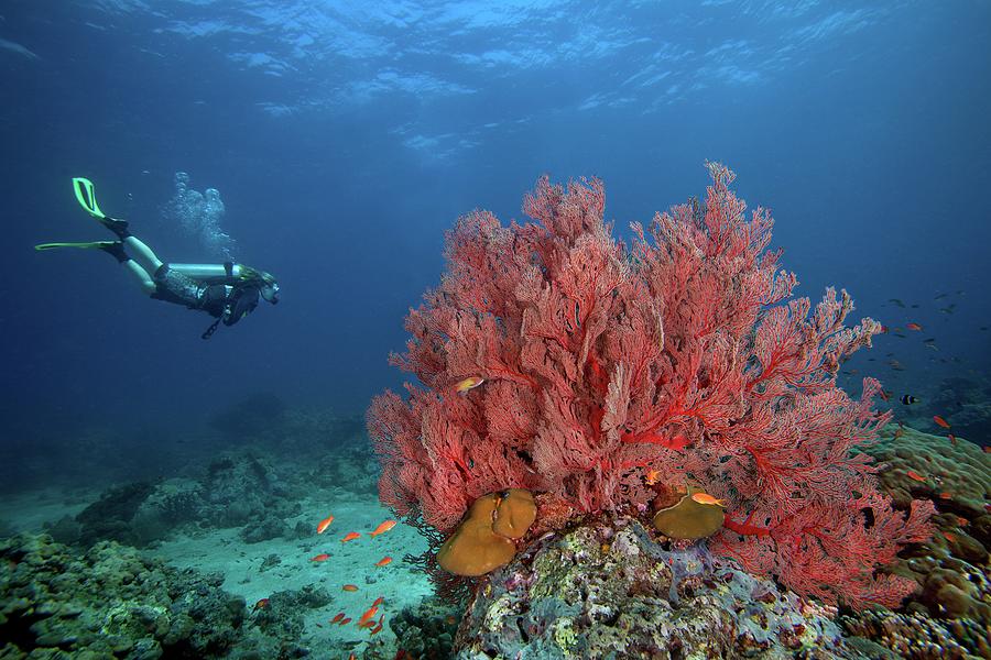 Scuba Diver & Sea Fan Photograph by James R.d. Scott