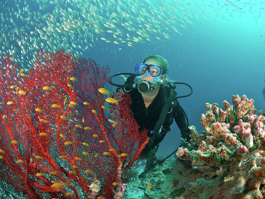 Scuba Diver Admires Fish And Red Fan Photograph by Rainervonbrandis