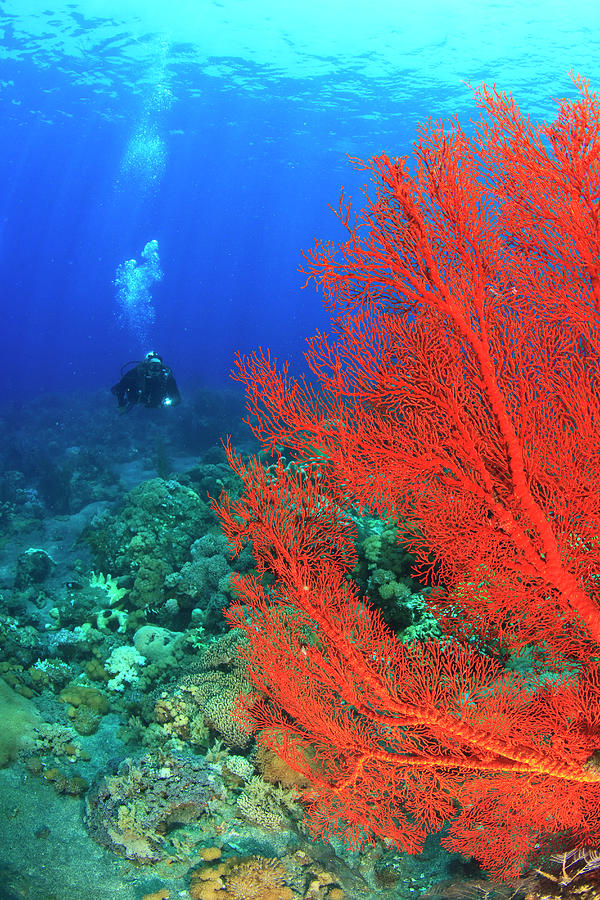 Scuba Diver, Brilliant Red Sea Fans Photograph by Danita Delimont