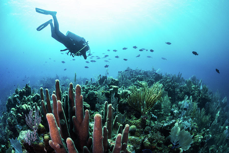 Utila Scuba Diving