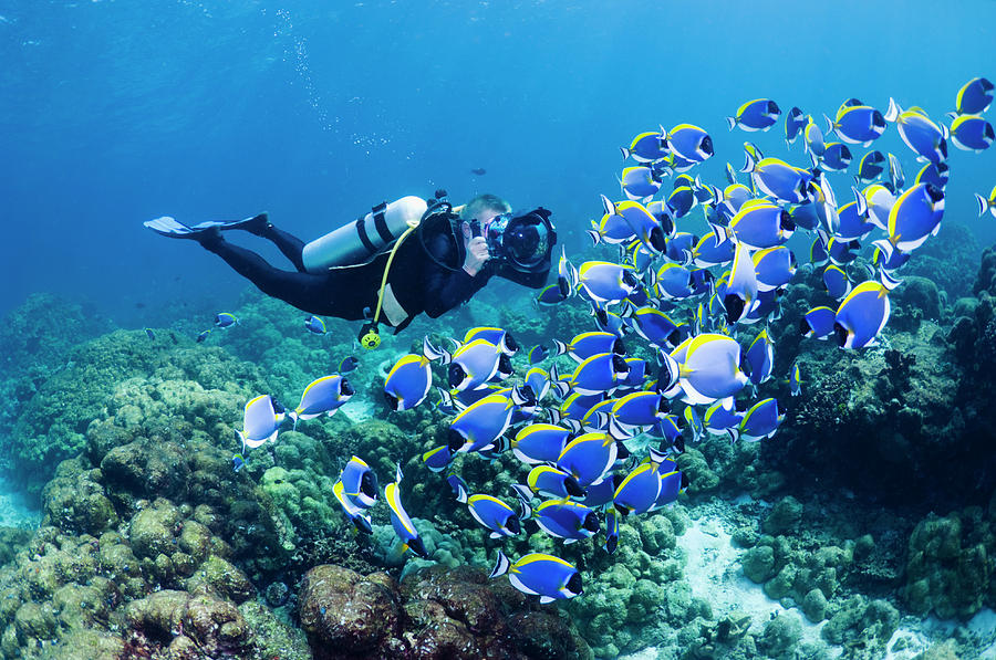 Scuba Diver With Camera by Georgette Douwma