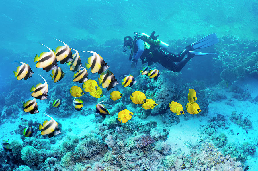 Scuba Diver With Coral Reef Fish Photograph by Georgette Douwma
