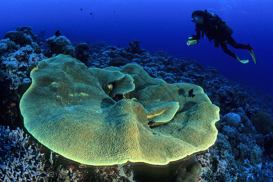Scuba Diver With Plate Coral Turbinaria Photograph by Nhpa