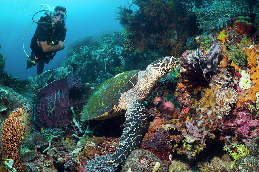 Scuba Diver With Sea Turtle Photograph by Georgette Douwma