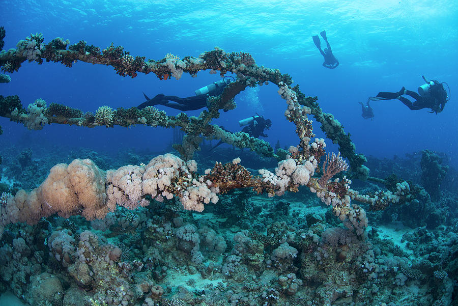Nature Digital Art - Scuba Divers By Coral Covered Shipwreck, Red Sea, Marsa Alam, Egypt by Rodrigo Friscione