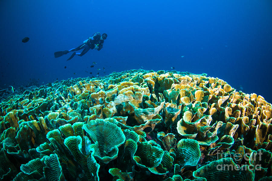 Ecosystem Photograph - Scuba Diving Above Coral Below Boat by Fenkieandreas