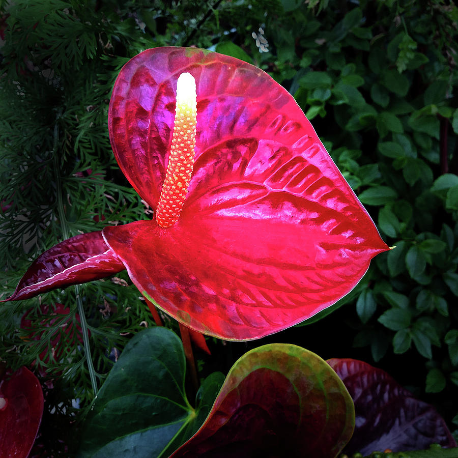 Sculptural Red Anthurium Flower by Nareeta Martin Sculptural Red Anthurium Flower by Nareeta Martin