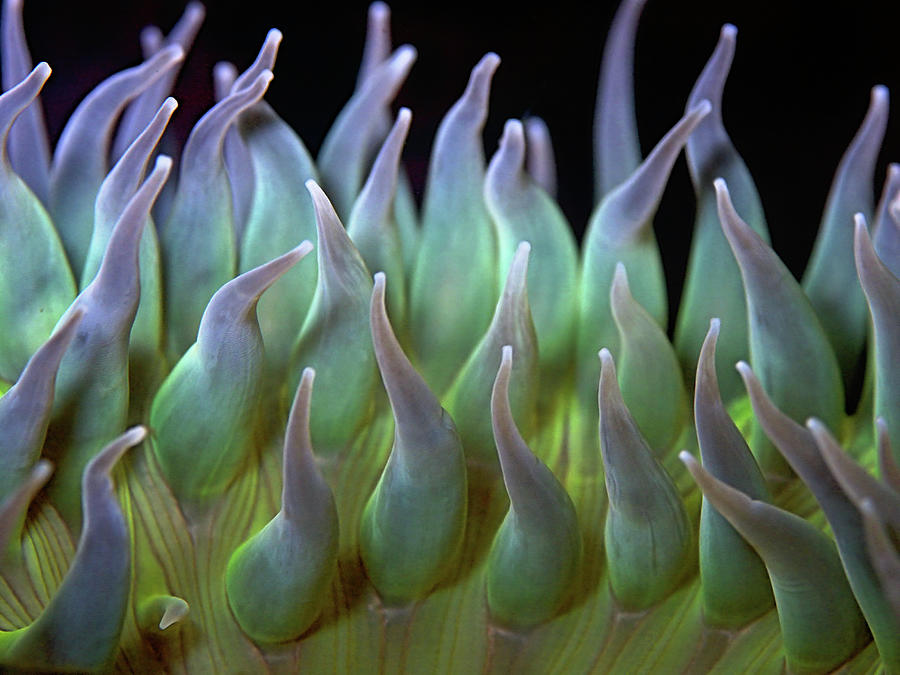 Sea Anemone Photograph by By Frank Chen