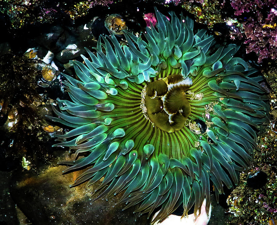 Sea Anemone I Photograph by Dr Janine Williams