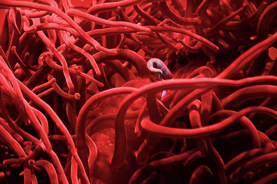 Sea Anemone In Red Photograph by Miroslava Jurcik