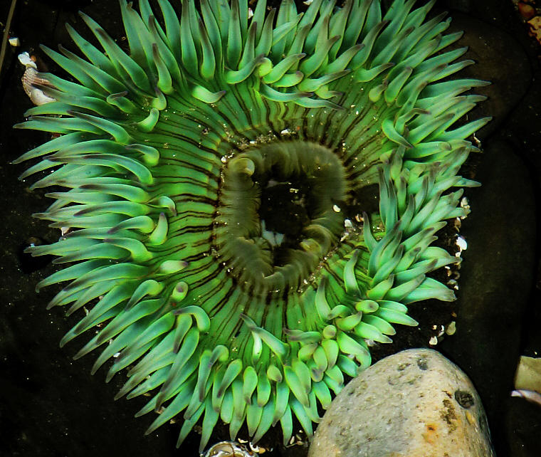 Sea Anemone Photograph by Dr Janine Williams