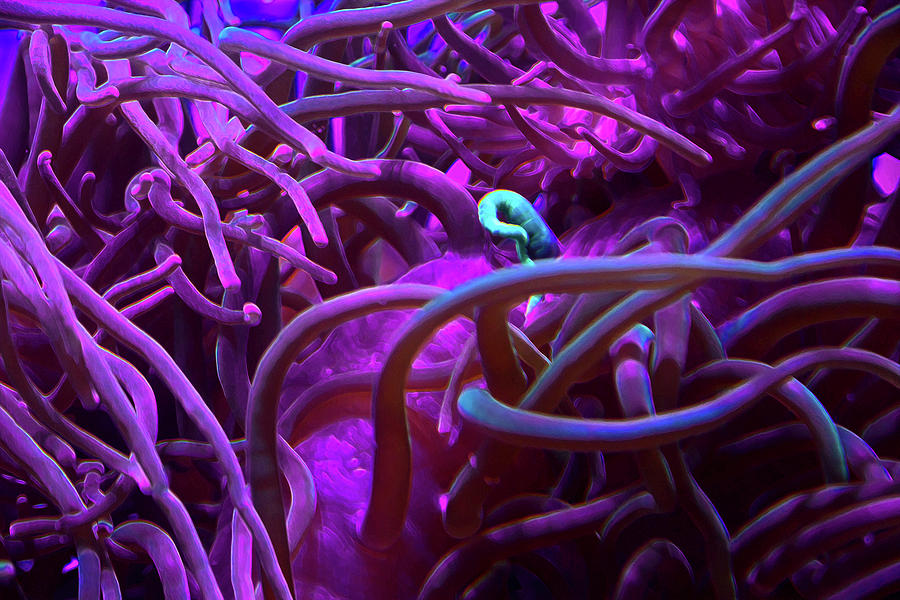 Sea Anemone Photograph by Miroslava Jurcik