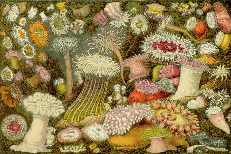 Sea Anemone Panorama Painting by Unknown