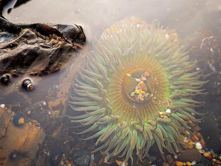 Nature Photograph - Sea Anemone Under Water In Tide Pool by Cavan Images