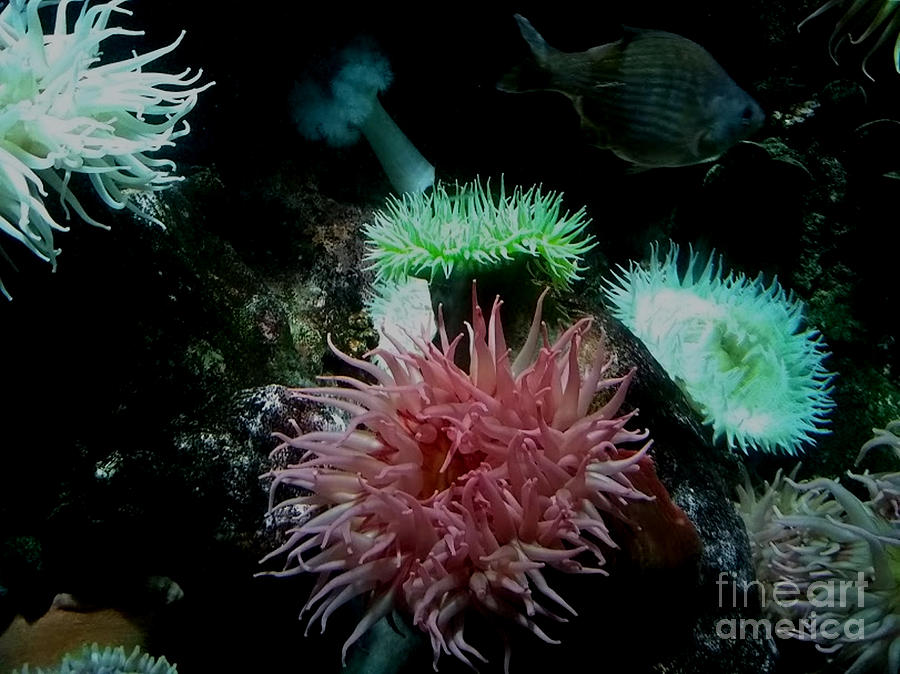 Sea Anemones, National Aquarium by Inscape Art Photography Sea Anemones, National Aquarium by Inscape Art Photography