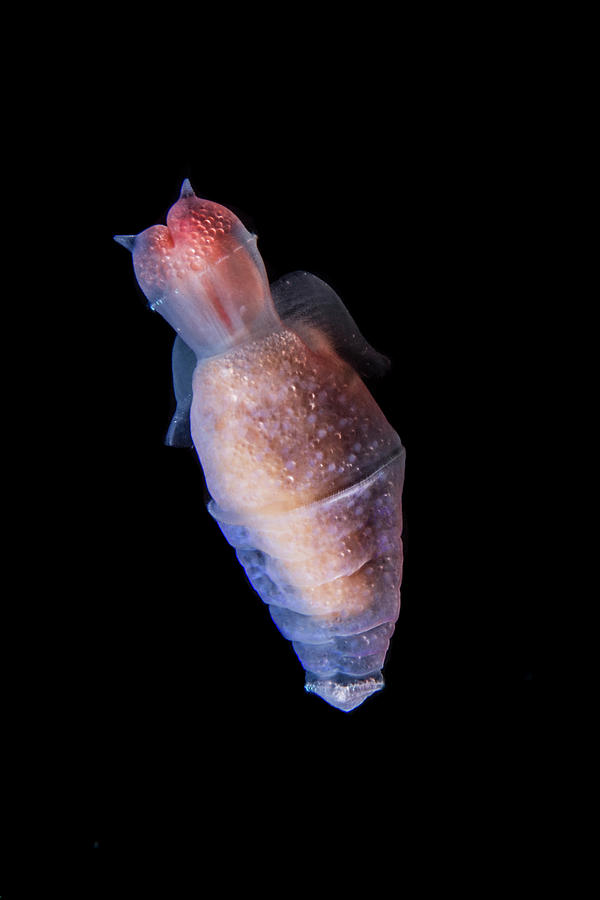 Sea Angel, Antarctic Peninsula Photograph by Jordi Chias / Naturepl.com ...