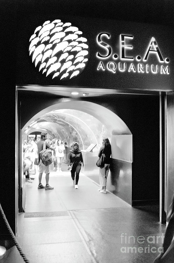 Sea Aquarium Photograph