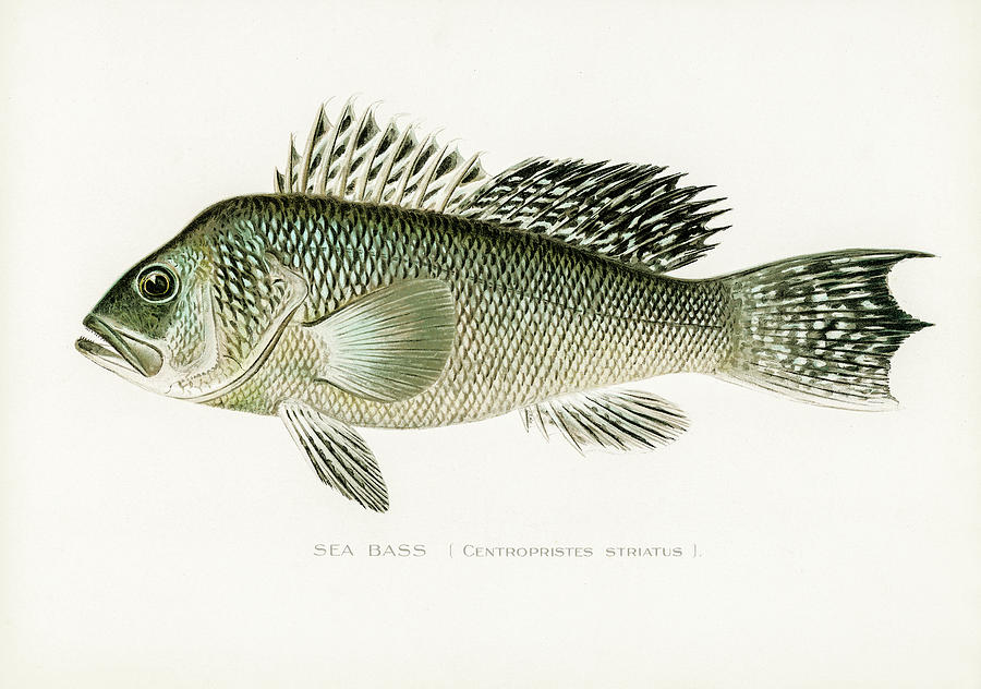 Sea Bass Drawing by David Letts