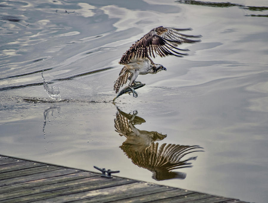 Osprey With Fish at the Marina Photograph by Cordia Murphy